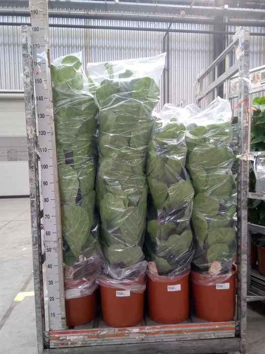 <h4>Ficus lyrata</h4>