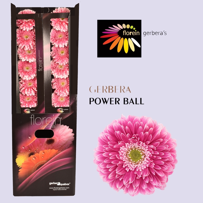 Gerbera Pomponi Power Ball Diamond