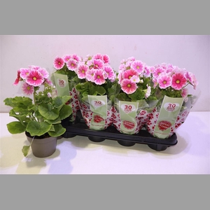 Prim Ob Sweetkis Arw