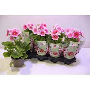 arr8 Prim Ob Sweetkis Arw