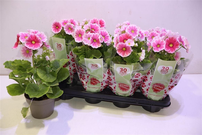 <h4>Prim Ob Sweetkis Arw</h4>