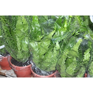 ASPLENIUM OSAKA CRESPO P24