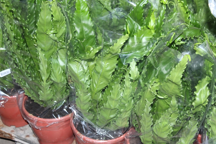 <h4>ASPLENIUM OSAKA CRESPO P24</h4>