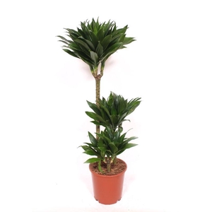 Dracaena Compacta 60-30-15