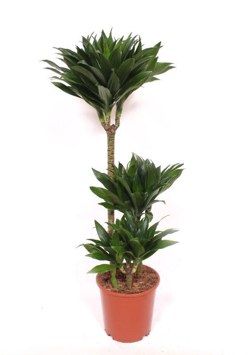 <h4>Dracaena Compacta 60-30-15</h4>
