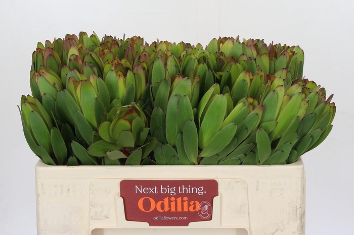 <h4>Leucadendron Goldstrike</h4>