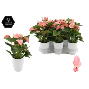 Anthurium 9 cm Matata in Julia ceramics