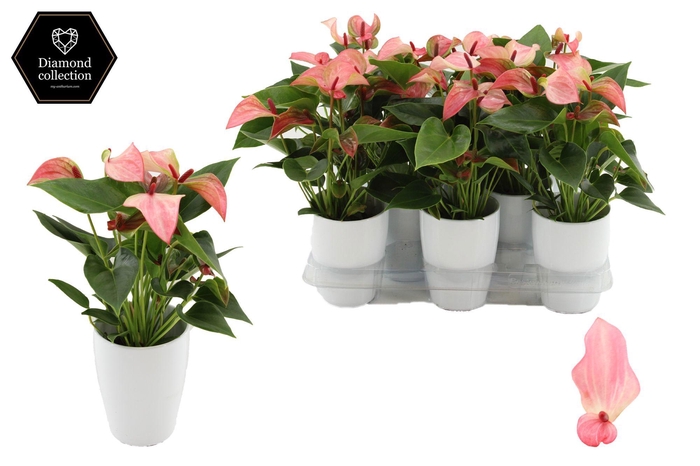 <h4>Anthurium 9 cm Matata in Julia ceramics</h4>