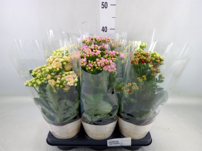 <h4>Kalanchoe   ...</h4>