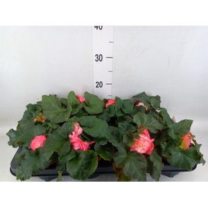 Begonia tuber. 'Tenella F1 Pink'