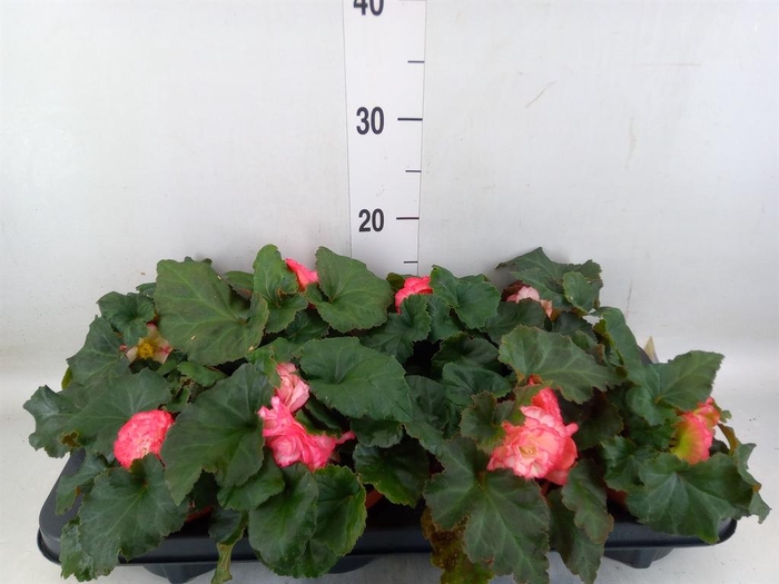 <h4>Begonia tuber. 'Tenella F1 Pink'</h4>