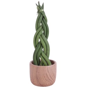 Sansevieria Cylindrica Braided 6 Leaf in Ø11cm Ceramic NT565