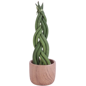 Sansevieria Cylindrica Braided 6 Leaf in Ø11cm Ceramic NT565