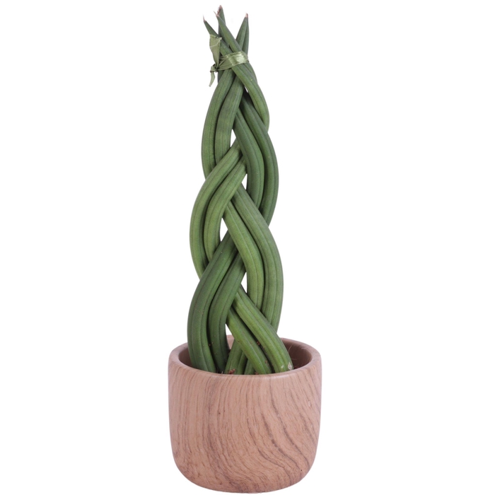 <h4>Sansevieria Cylindrica Braided 6 Leaf in Ø11cm Ceramic NT565</h4>