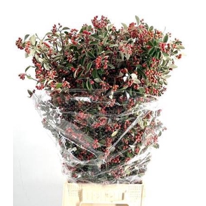 Cotoneaster franchetii