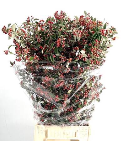 <h4>Cotoneaster franchetii</h4>