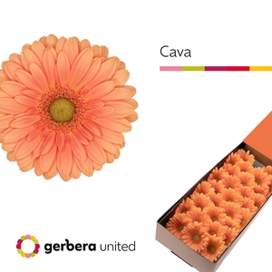 Germini Cava Doos