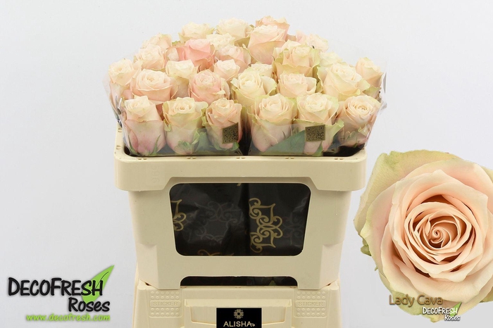 <h4>R Gr Lady cava</h4>