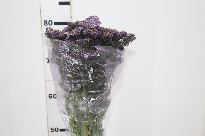 <h4>ACHILLEA MILLEFOLIUM ROXO TINTURADA 060 CM</h4>