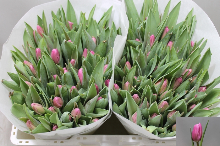 <h4>TU EN JUMBO PINK</h4>