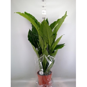 Spathiphyllum  'Sweet Sebastiano'