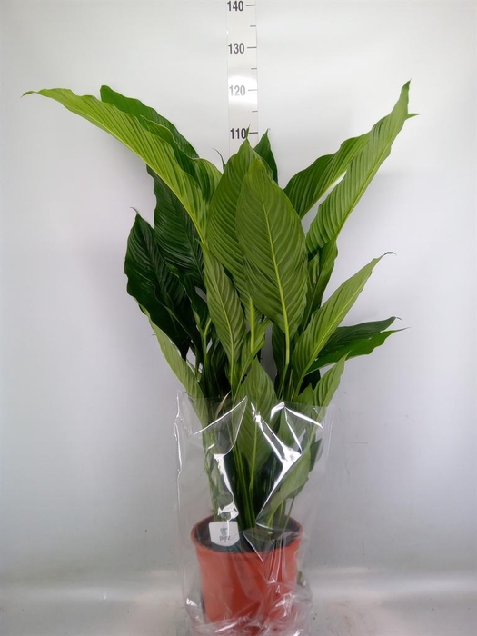 <h4>Spathiphyllum  'Sweet Sebastiano'</h4>