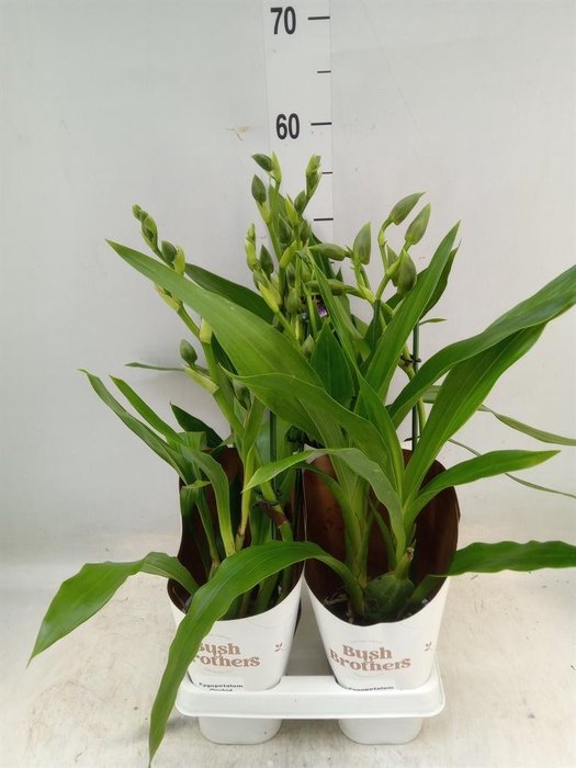 <h4>Zygopetalum  'Louisendorf'</h4>
