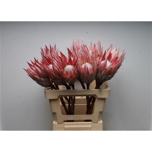 Protea Cynaroides No Leaves
