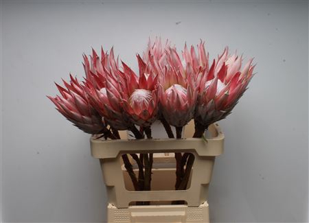 <h4>Protea Cynaroides No Leaves</h4>