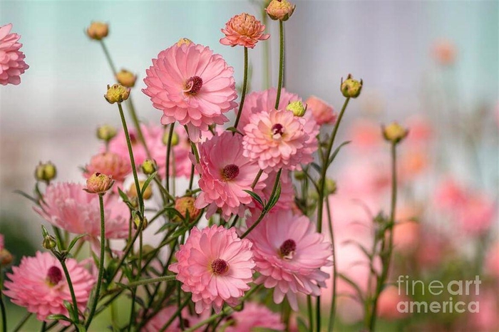 <h4>Ran Moderna Venus</h4>