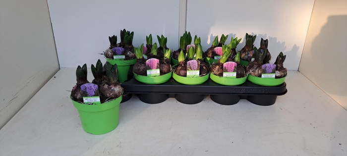 <h4>HYACIN GEM 3 KL</h4>