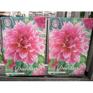 Dahlia   ...flowerbulbs