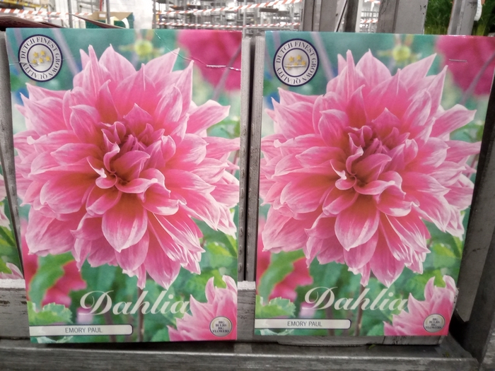 <h4>Dahlia   ...flowerbulbs</h4>