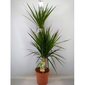 Dracaena marg.