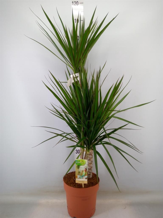 <h4>Dracaena marg.</h4>