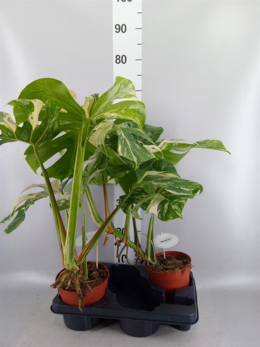 <h4>Monstera delic. 'Variegata'</h4>
