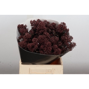 Skimmia Wx Browny