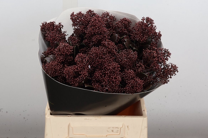 <h4>Skimmia Wx Browny</h4>