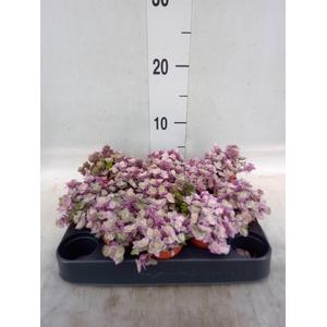 Callisia repens 'Rosato'