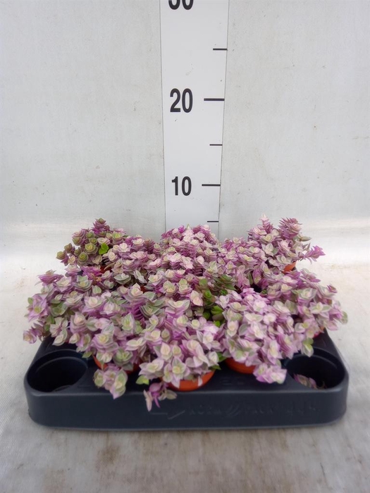 <h4>Callisia repens 'Rosato'</h4>