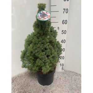 PICEA GL CONICA