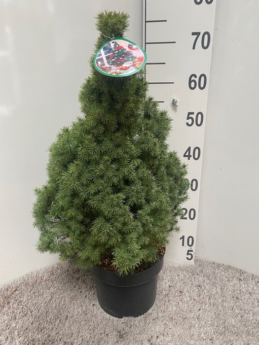 <h4>PICEA GL CONICA</h4>