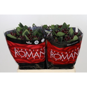 Hypericum Rocky Romance