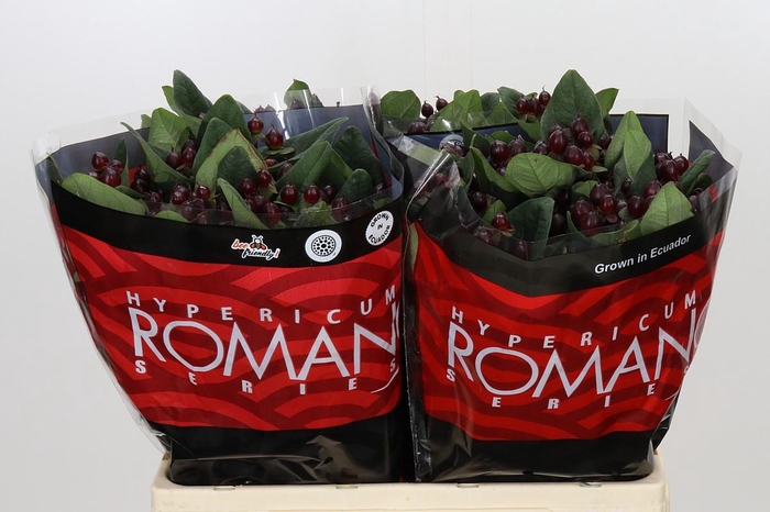 <h4>Hypericum Rocky Romance</h4>