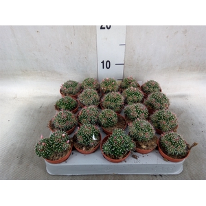 Mammillaria