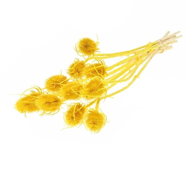 <h4>Chardon 55cm Sb Bleached Yellow</h4>