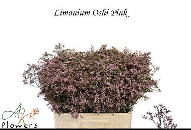 <h4>LIM SAF OSHI PINK</h4>