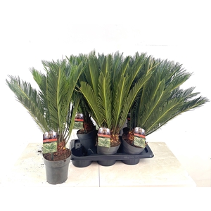 CYCAS REVOLUTA