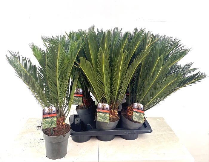 <h4>CYCAS REVOLUTA</h4>