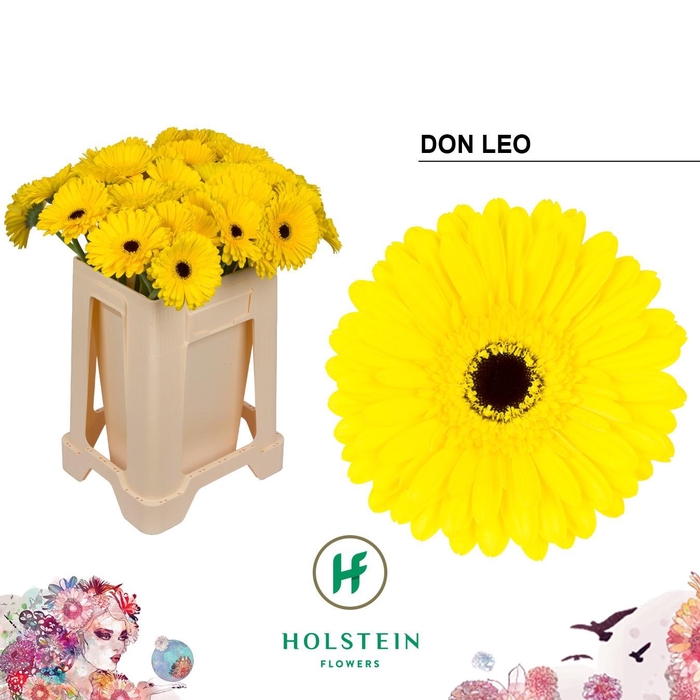 <h4>GE GR DON LEO</h4>